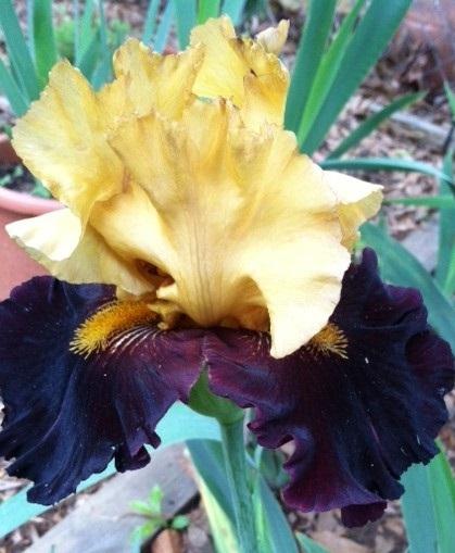 Photo of Tall Bearded Iris (Iris 'Kathy Chilton') uploaded by grannysgarden