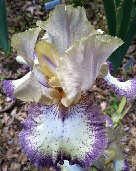 Photo of Tall Bearded Iris (Iris 'Ominous Stranger') uploaded by grannysgarden