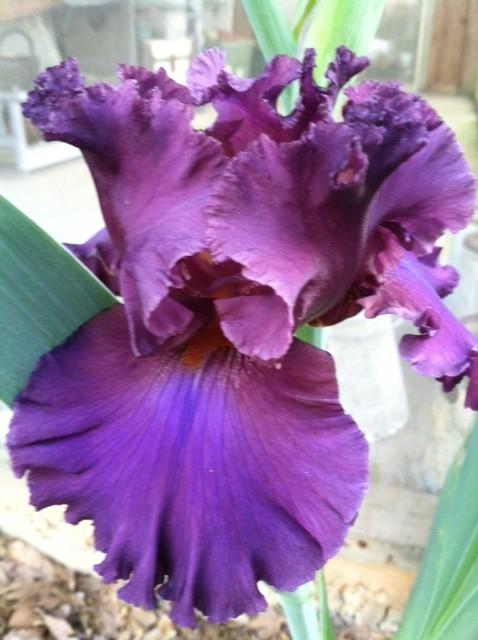 Photo of Tall Bearded Iris (Iris 'Thundermaker') uploaded by grannysgarden