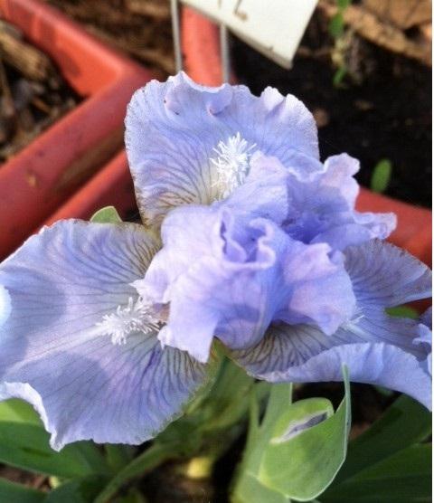 Photo of Standard Dwarf Bearded Iris (Iris 'Ocean Pearl') uploaded by grannysgarden