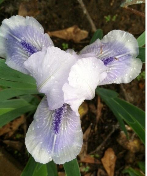 Photo of Standard Dwarf Bearded Iris (Iris 'Rachel's Eyes') uploaded by grannysgarden