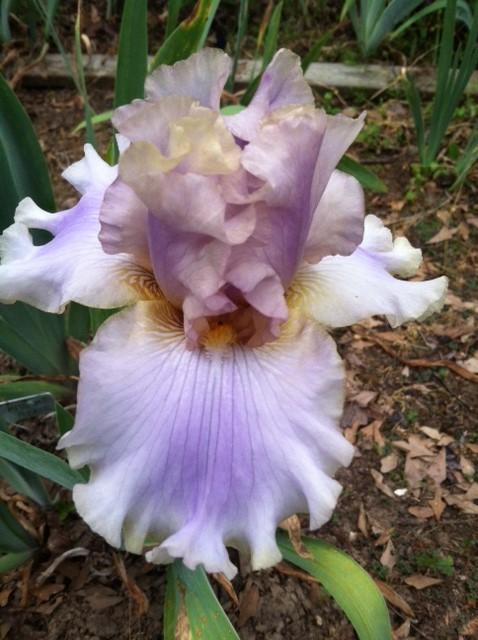 Photo of Tall Bearded Iris (Iris 'Kiss Me Please') uploaded by grannysgarden