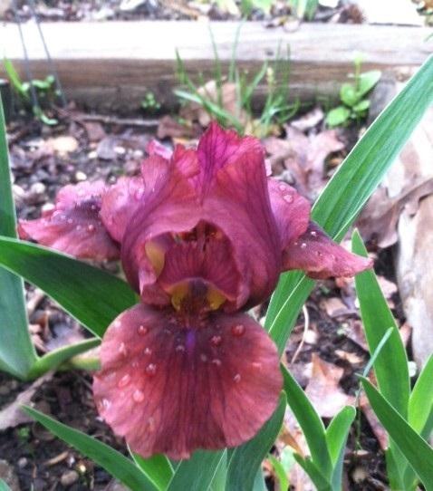Photo of Standard Dwarf Bearded Iris (Iris 'Nut Ruffles') uploaded by grannysgarden