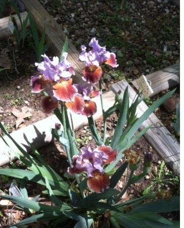 Photo of Intermediate Bearded Iris (Iris 'Man's Best Friend') uploaded by grannysgarden