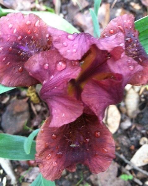 Photo of Standard Dwarf Bearded Iris (Iris 'Nut Ruffles') uploaded by grannysgarden