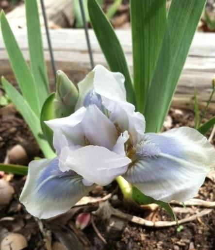Photo of Standard Dwarf Bearded Iris (Iris 'Tu Tu Turquoise') uploaded by grannysgarden
