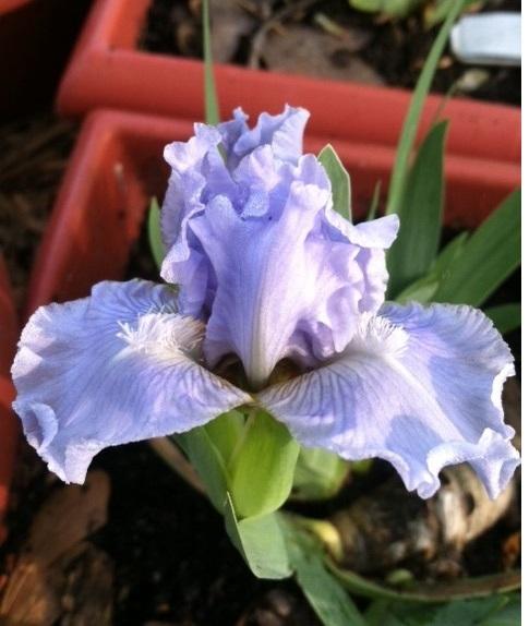 Photo of Standard Dwarf Bearded Iris (Iris 'Ocean Pearl') uploaded by grannysgarden