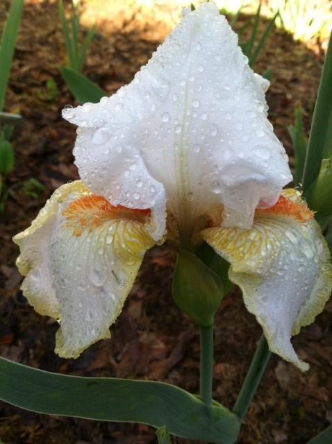Photo of Tall Bearded Iris (Iris 'Halloween Halo') uploaded by grannysgarden