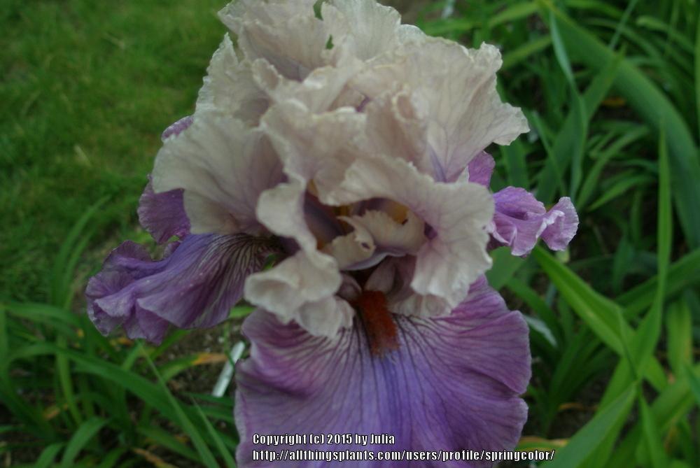 Photo of Tall Bearded Iris (Iris 'Fashion Alert') uploaded by springcolor