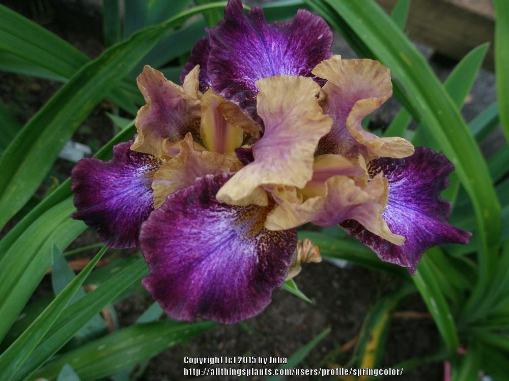 Photo of Intermediate Bearded Iris (Iris 'Parting Glances') uploaded by springcolor