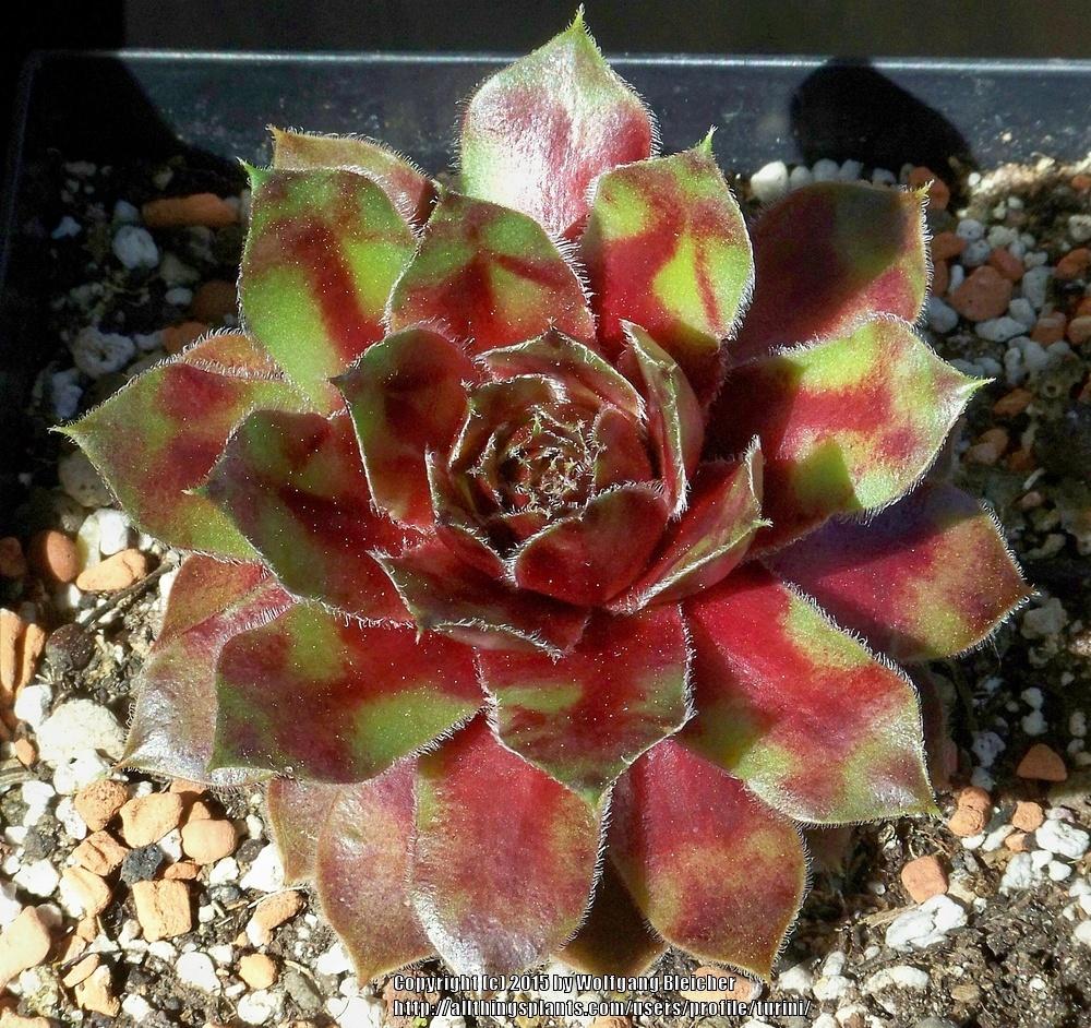Photo of Hen and Chicks (Sempervivum 'Lucy Liu') uploaded by turini