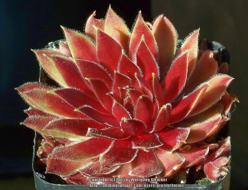 Photo of Hen and Chicks (Sempervivum 'Summer Symphony') uploaded by turini