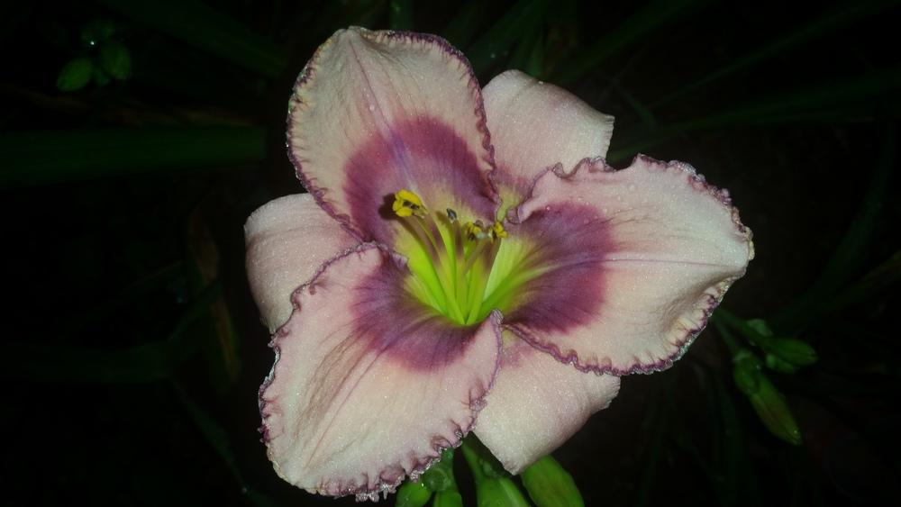 Photo of Daylily (Hemerocallis 'Zoe Allegra') uploaded by value4dollars