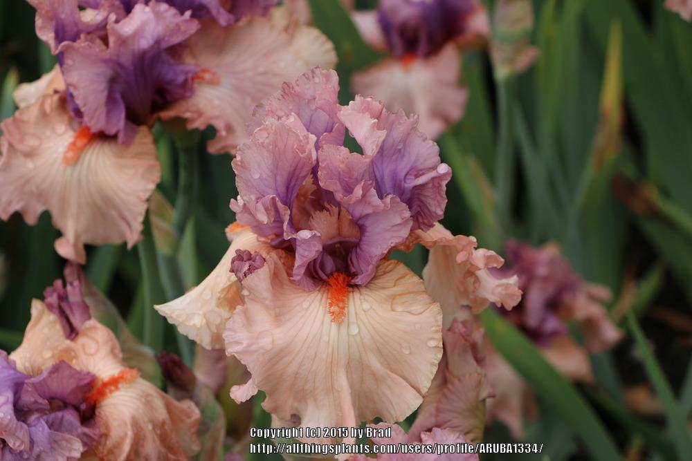 Photo of Tall Bearded Iris (Iris 'La Scala') uploaded by ARUBA1334