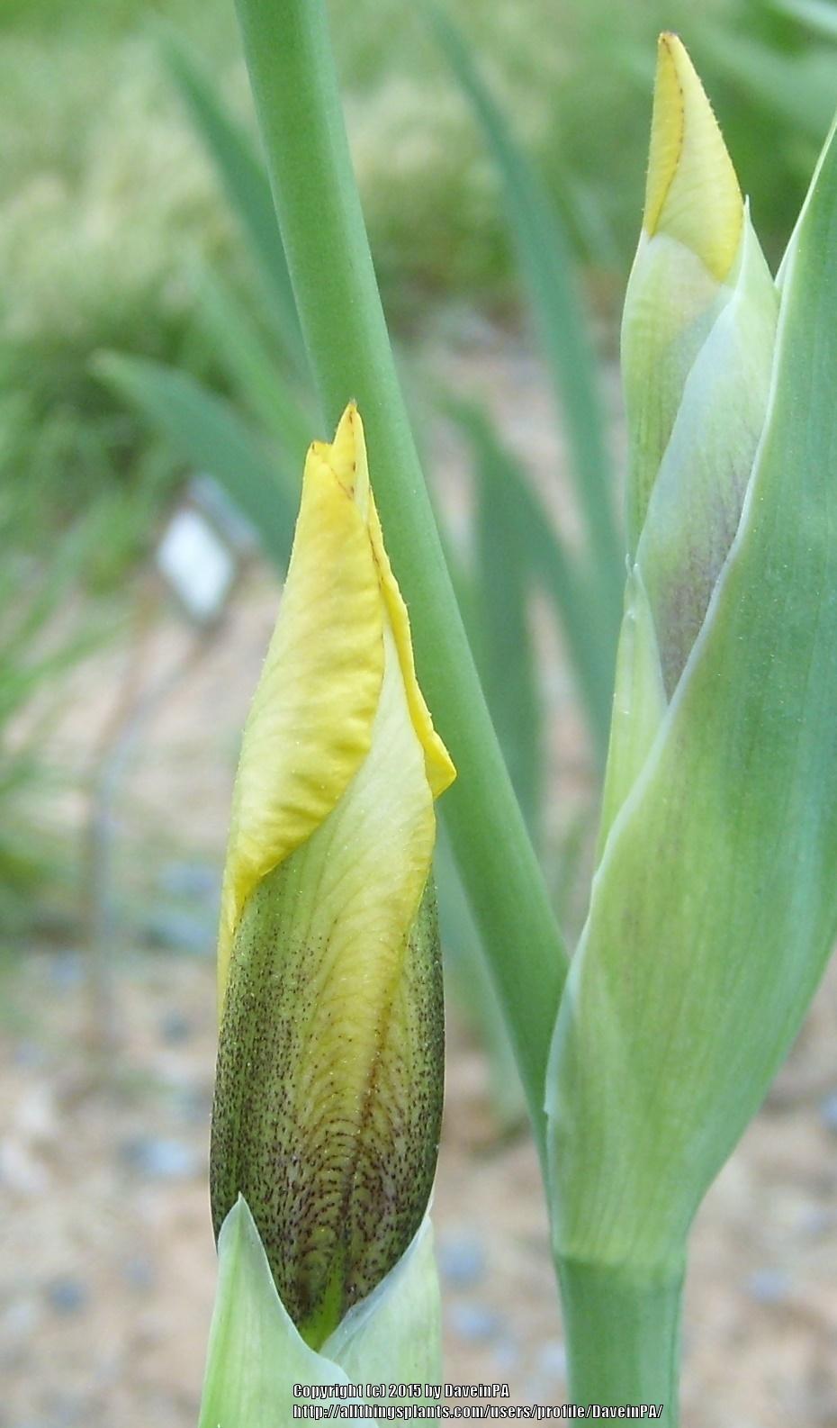Photo of Tall Bearded Iris (Iris 'Sherwin-Wright') uploaded by DaveinPA
