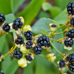Location: Zone 5
Date: 2010-09-27 
Iris Dometica Blackberry Lily Seed Pods - Iridaceae Family