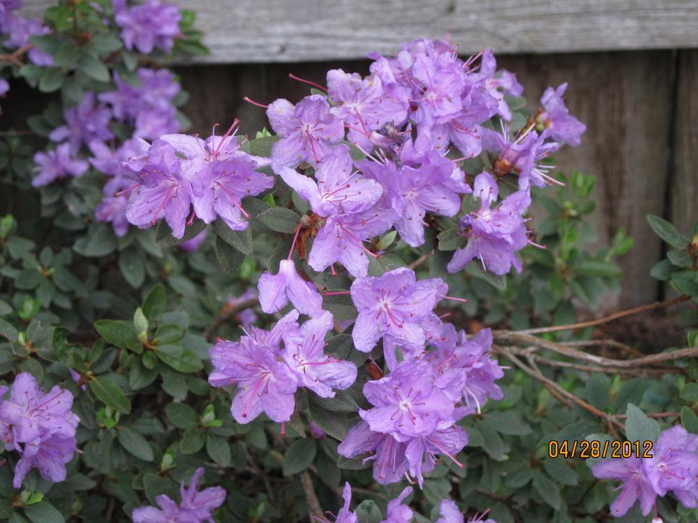 Photo of Rhododendron 'Purple Gem' uploaded by LSchlich