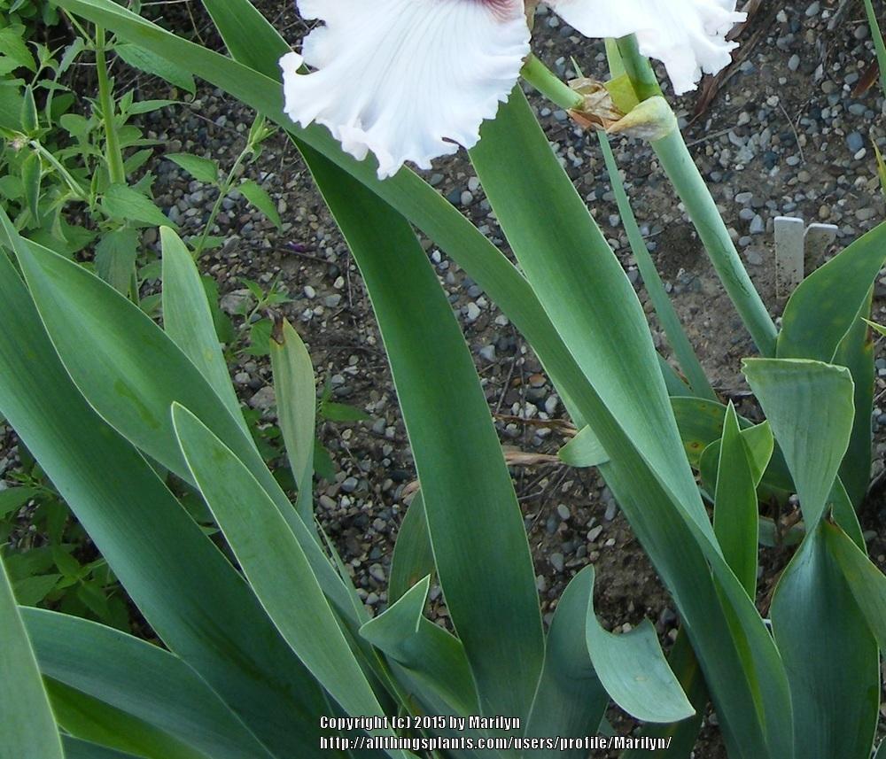 Photo of Tall Bearded Iris (Iris 'Rite of Passage') uploaded by Marilyn