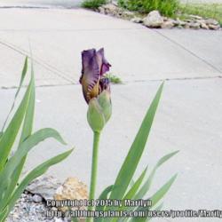 Location: My garden in Kentucky
Date: 2009-05-12
First year bloom