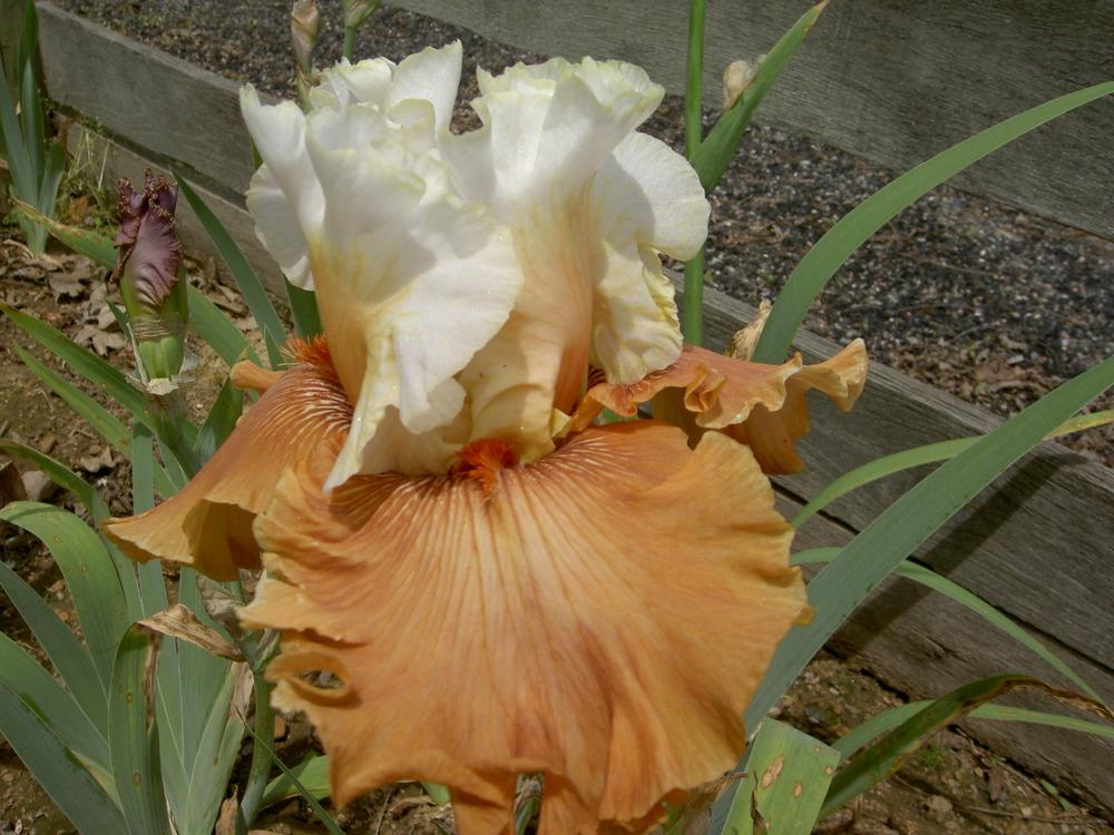 Photo of Tall Bearded Iris (Iris 'Ginger Ice') uploaded by Muddymitts