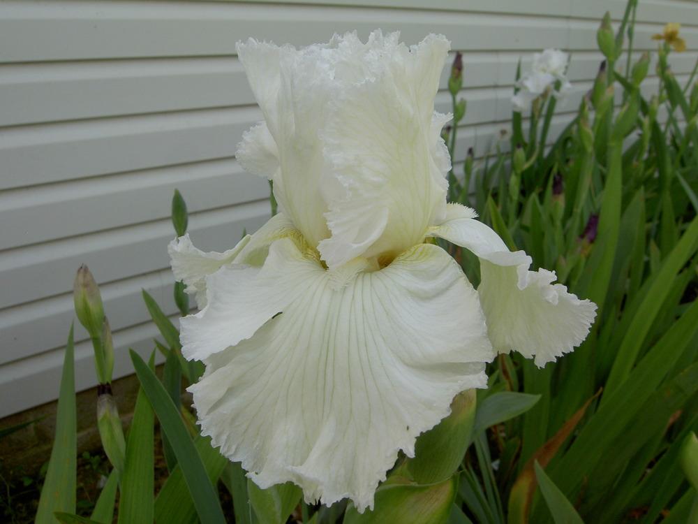 Photo of Tall Bearded Iris (Iris 'Chantilly Bride') uploaded by Muddymitts