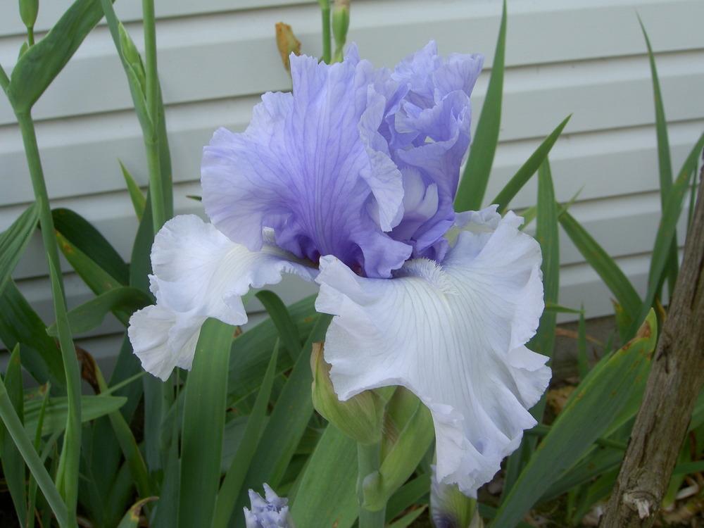 Photo of Tall Bearded Iris (Iris 'Wintry Sky') uploaded by Muddymitts