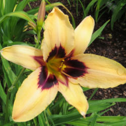 Location: My garden in Lenore, ID
Date: 5-13-2015
First bloom of the year out of all my daylilies! Much earlier tha