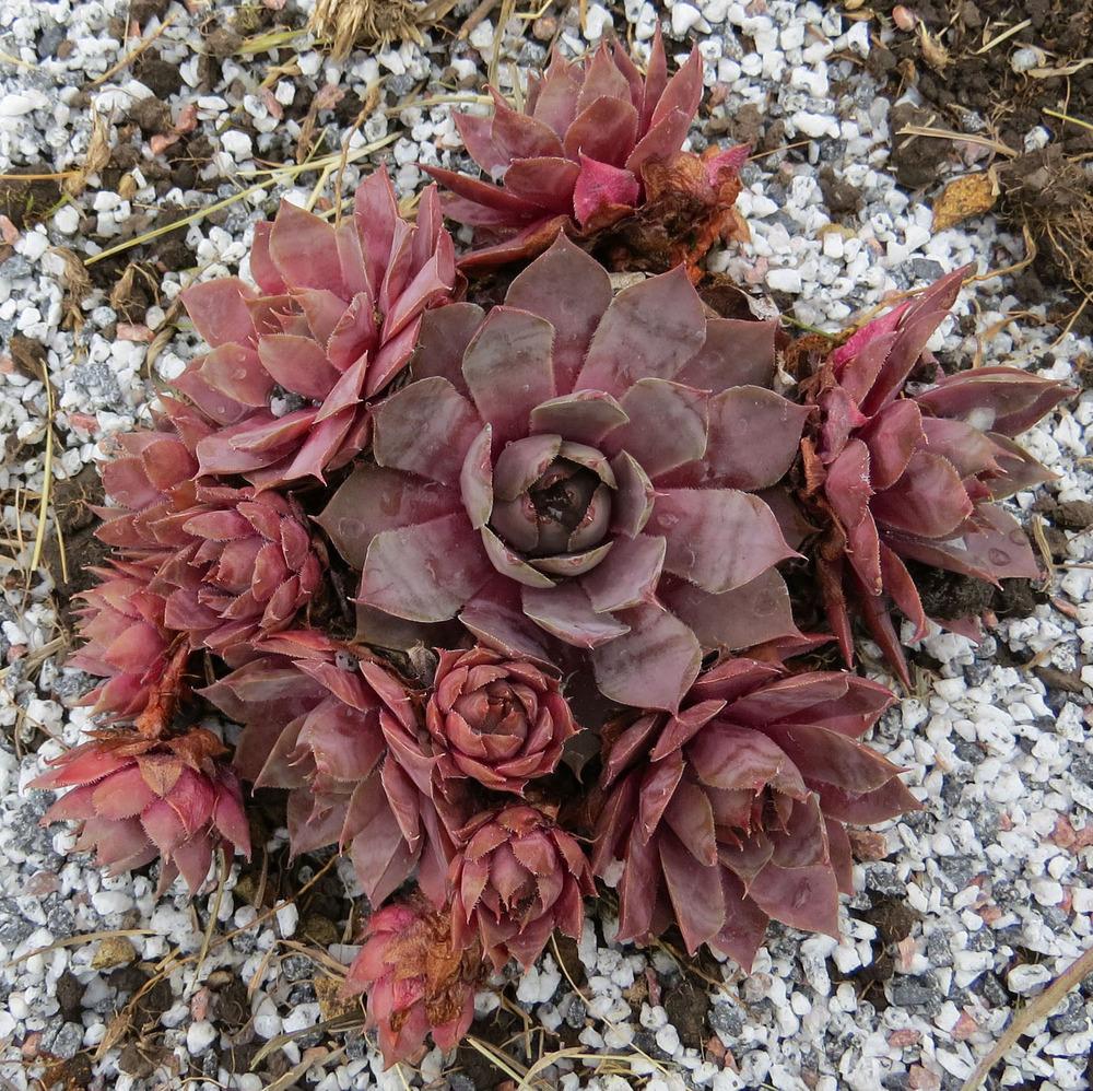Photo of Hen and Chicks (Sempervivum 'Red Heart') uploaded by Natalie