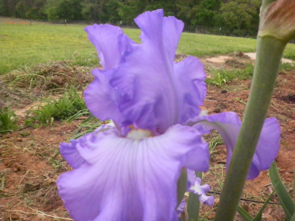Photo of Tall Bearded Iris (Iris 'Blue Note Blues') uploaded by abigail