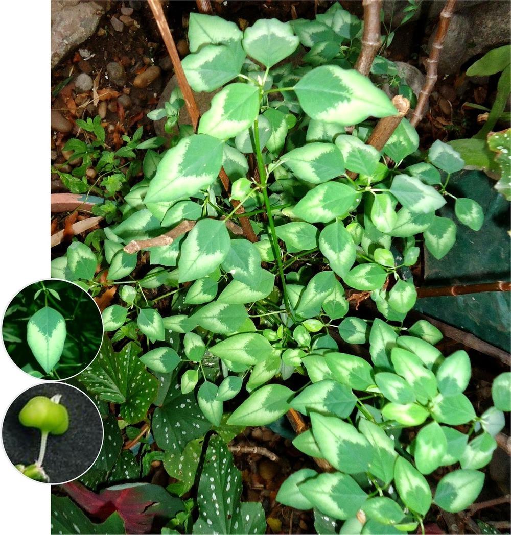 Photo of Euphorbia (Euphorbia graminea) uploaded by admin