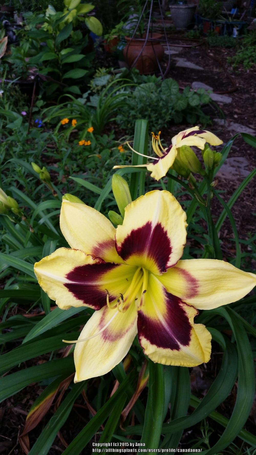 Photo of Daylily (Hemerocallis 'Tar and Feather') uploaded by canadanna