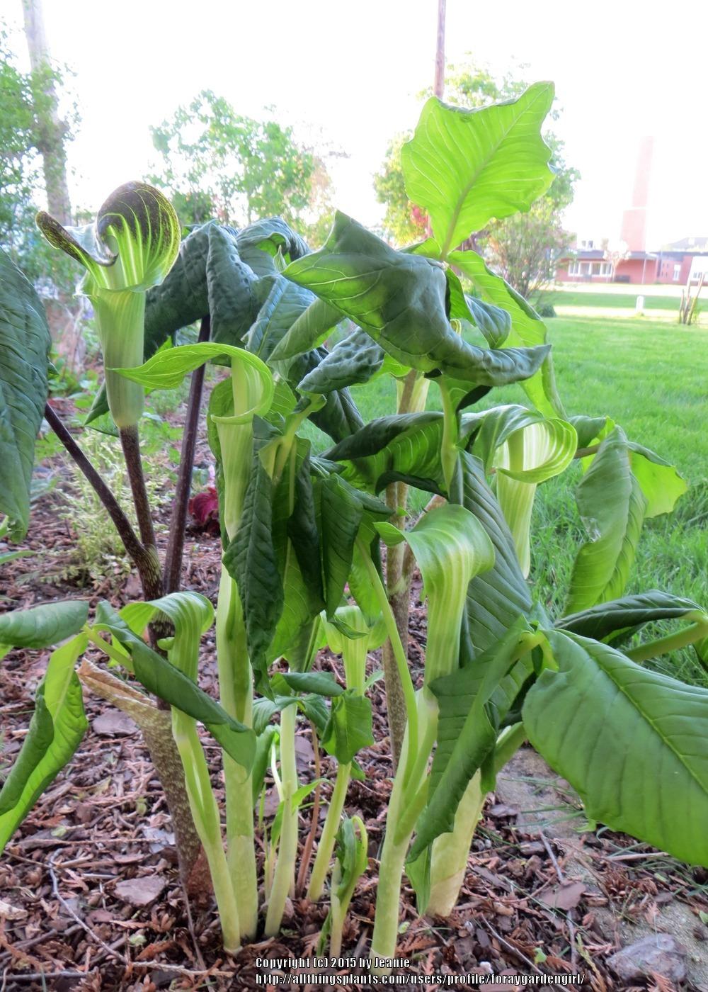Photo of Jack in the Pulpit (Arisaema triphyllum) uploaded by foraygardengirl