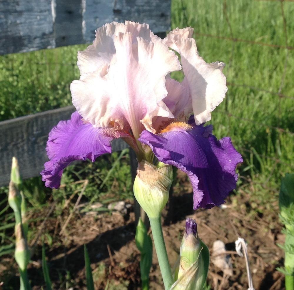 Photo of Tall Bearded Iris (Iris 'Bolder Boulder') uploaded by gsutche