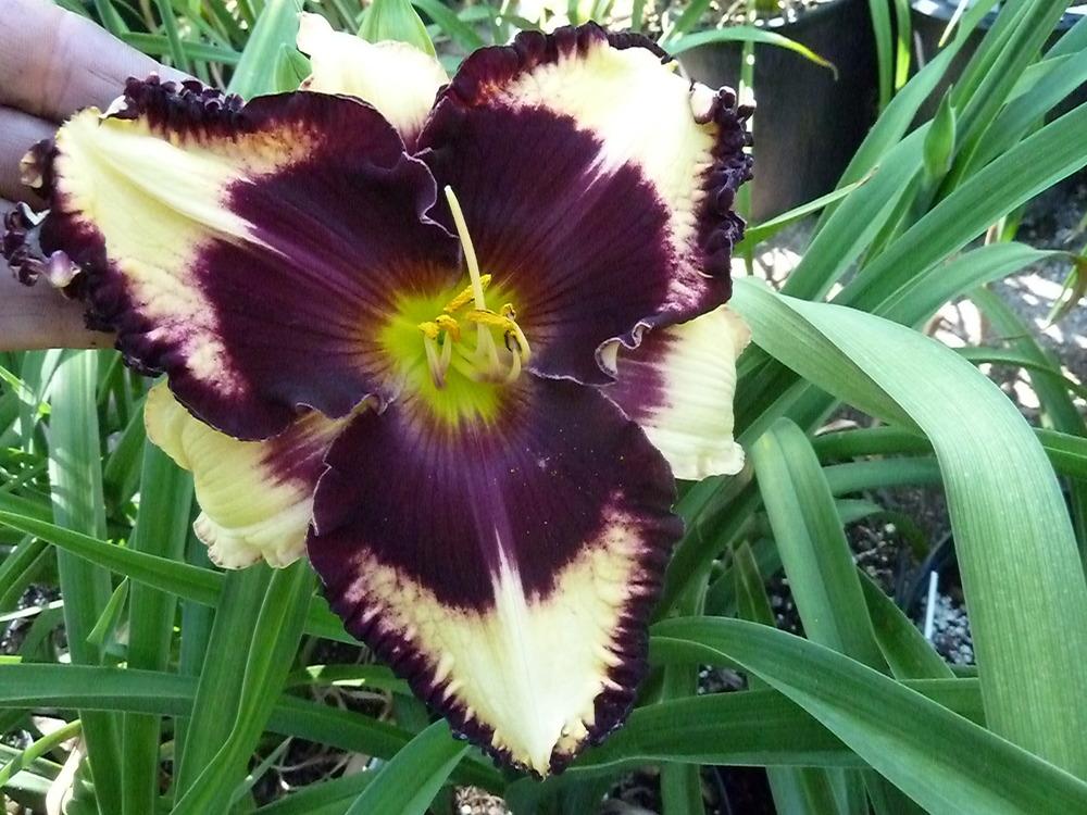 Photo of Daylily (Hemerocallis 'Simply Leaves Me Breathless') uploaded by lyle627
