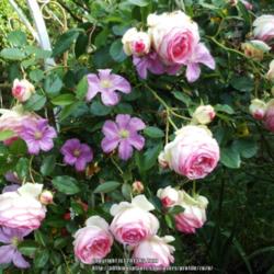 Location: In my Northern California garden 
Date: May, 2015
Growing with Clematis 'Comtesse de Bouchaud'