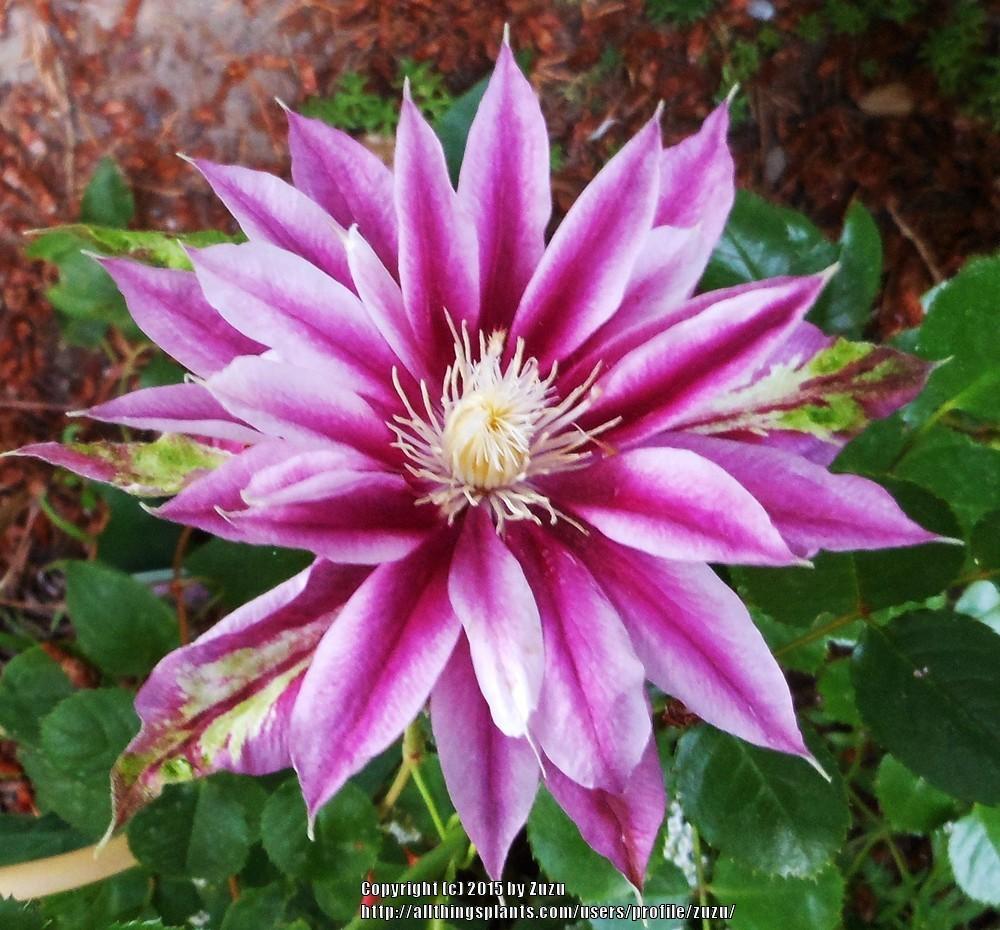 Photo of Clematis Phyllis Diller uploaded by zuzu