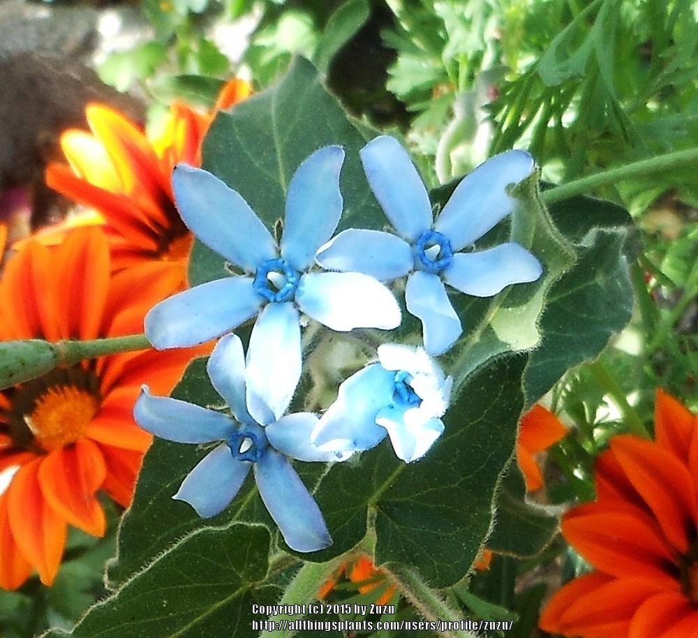 Photo of Blue Milkweed (Oxypetalum coeruleum) uploaded by zuzu