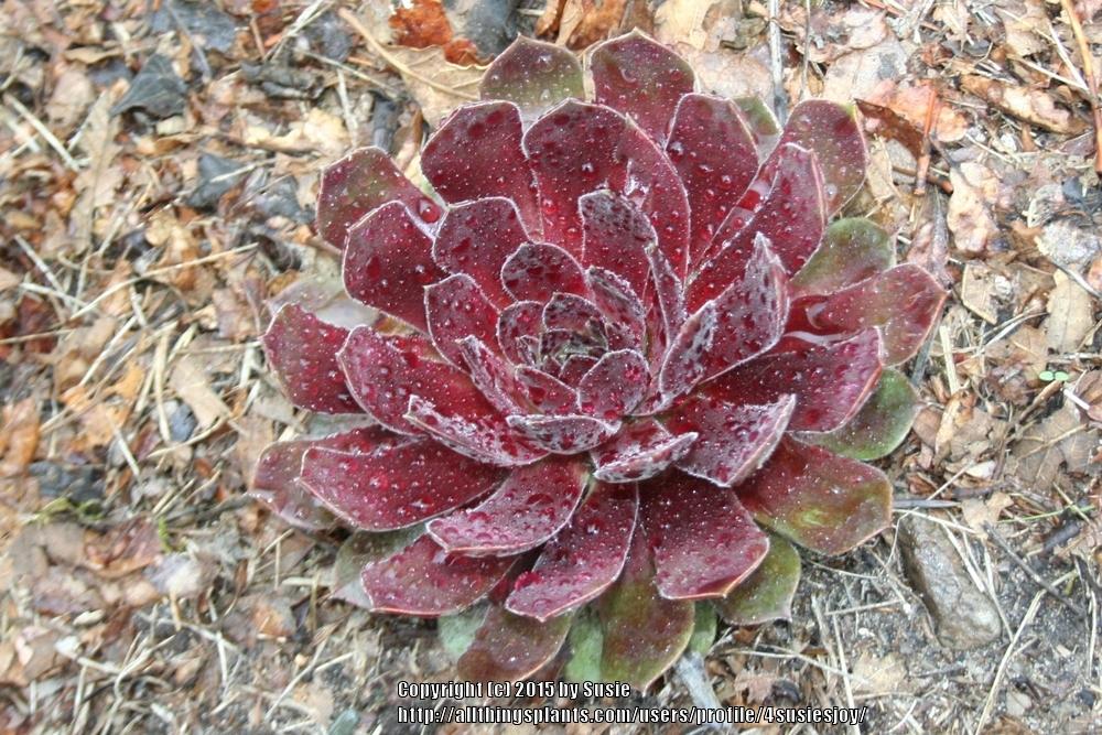 Photo of Hen and Chicks (Sempervivum 'Pacific Joyce') uploaded by 4susiesjoy