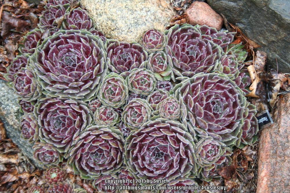 Photo of Hen and Chicks (Sempervivum 'Raspberry Ice') uploaded by 4susiesjoy