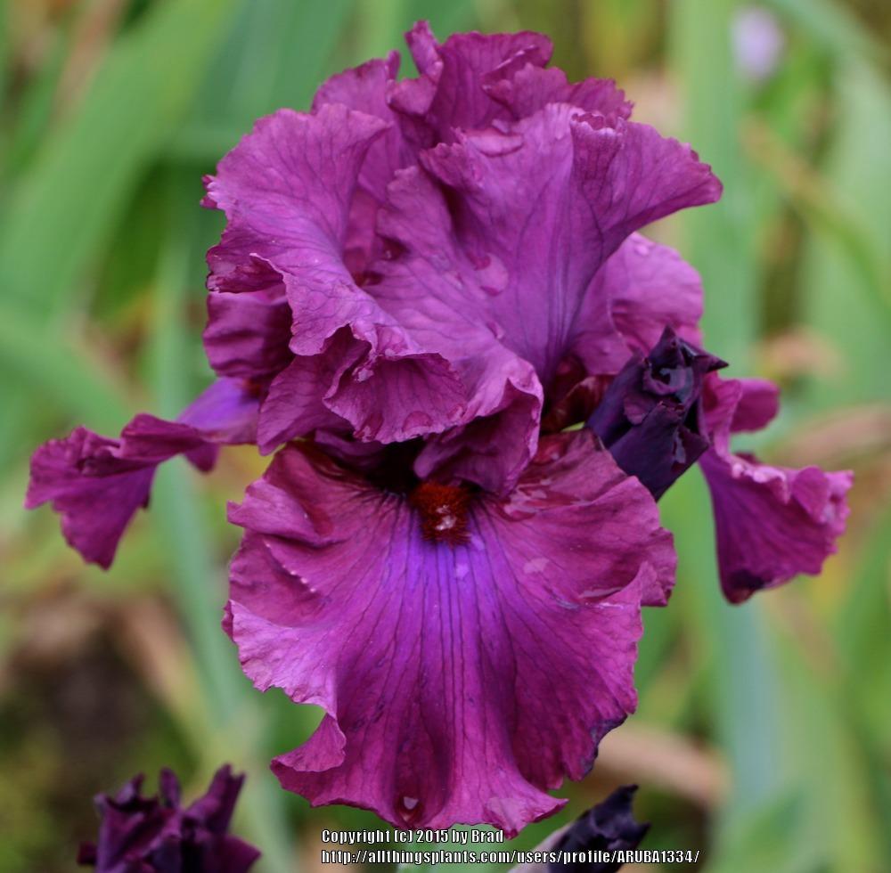 Photo of Tall Bearded Iris (Iris 'Master at Arms') uploaded by ARUBA1334