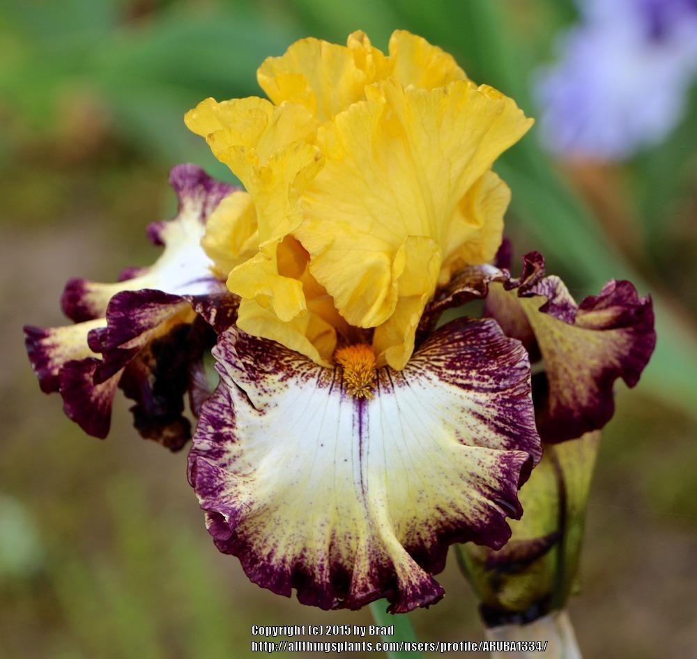 Photo of Tall Bearded Iris (Iris 'High Desert') uploaded by ARUBA1334
