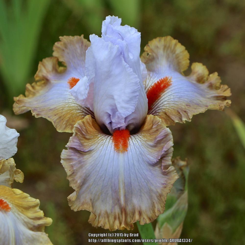 Photo of Tall Bearded Iris (Iris 'Snaparazzi') uploaded by ARUBA1334
