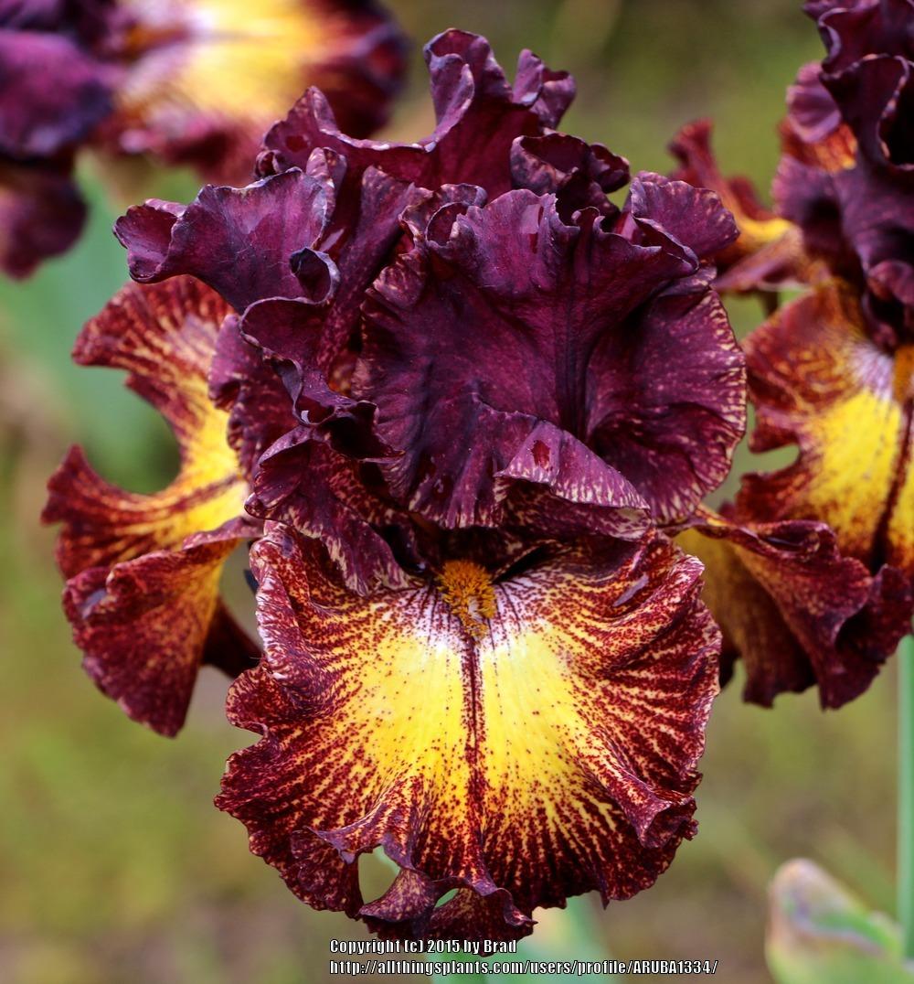 Photo of Tall Bearded Iris (Iris 'Fire Danger') uploaded by ARUBA1334