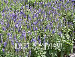 Photo of Speedwell (Veronica 'Sunny Border Blue') uploaded by Joy