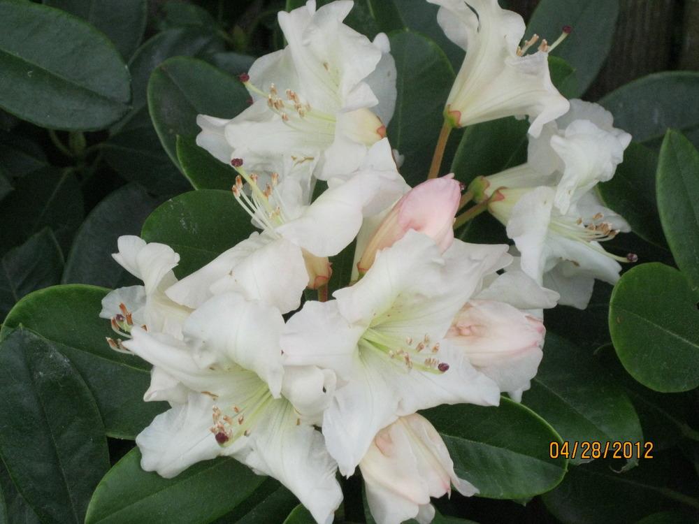 Photo of Rhododendron 'Unique' uploaded by LSchlich