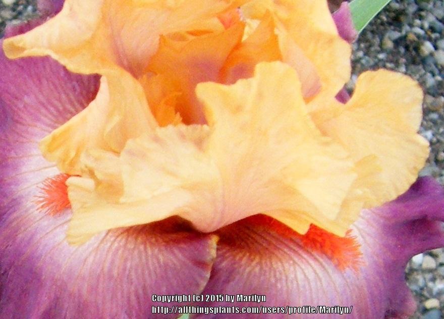 Photo of Tall Bearded Iris (Iris 'Rio') uploaded by Marilyn
