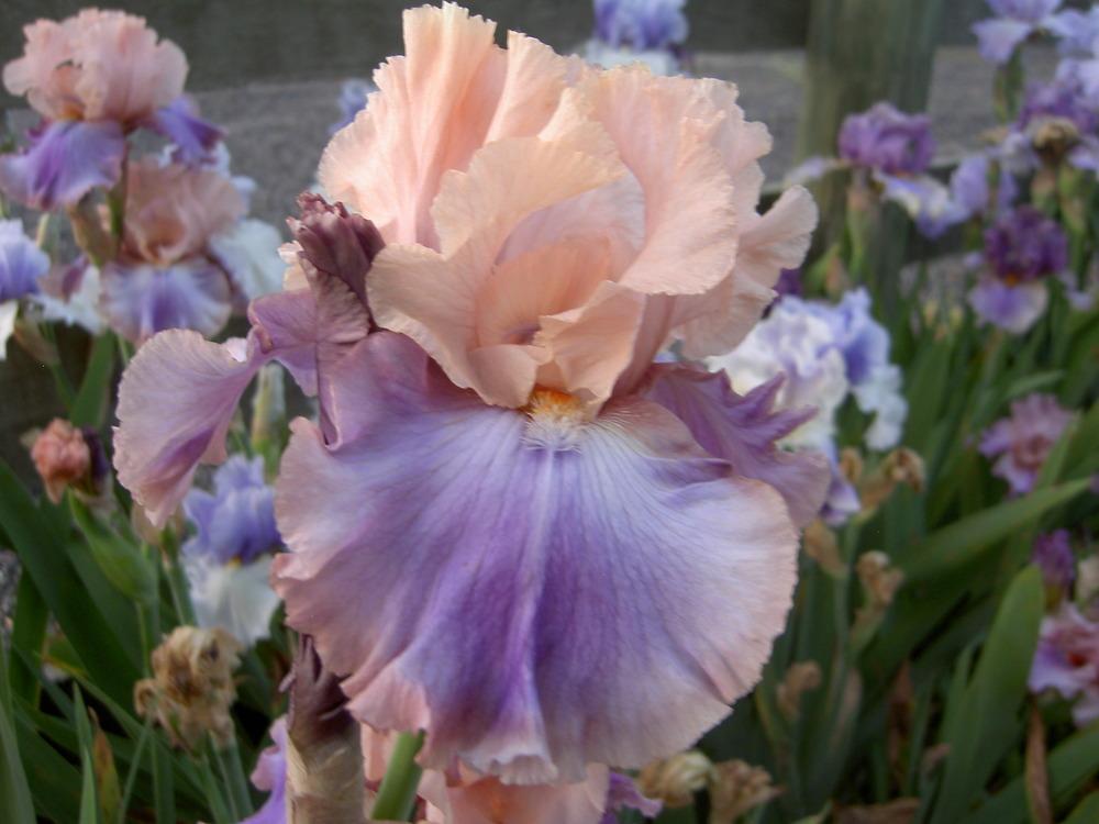 Photo of Tall Bearded Iris (Iris 'Florentine Silk') uploaded by Muddymitts