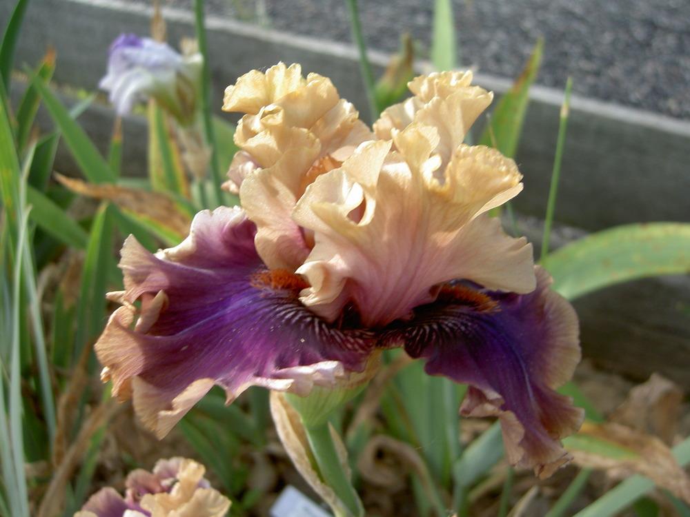 Photo of Tall Bearded Iris (Iris 'Smoke and Thunder') uploaded by Muddymitts