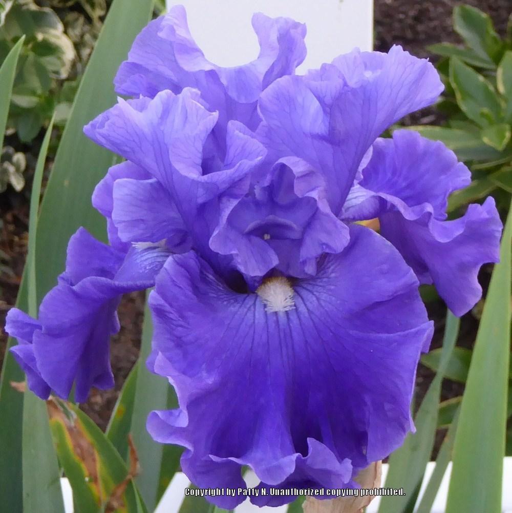 Photo of Tall Bearded Iris (Iris 'Adriatic Waves') uploaded by Patty
