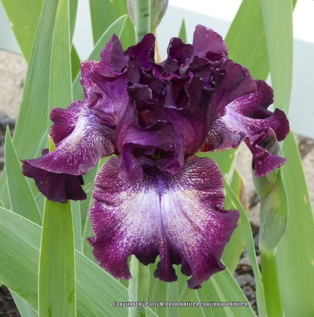Photo of Tall Bearded Iris (Iris 'Psychic Reader') uploaded by Patty
